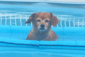 Sally's dog enjoying a float in the pool